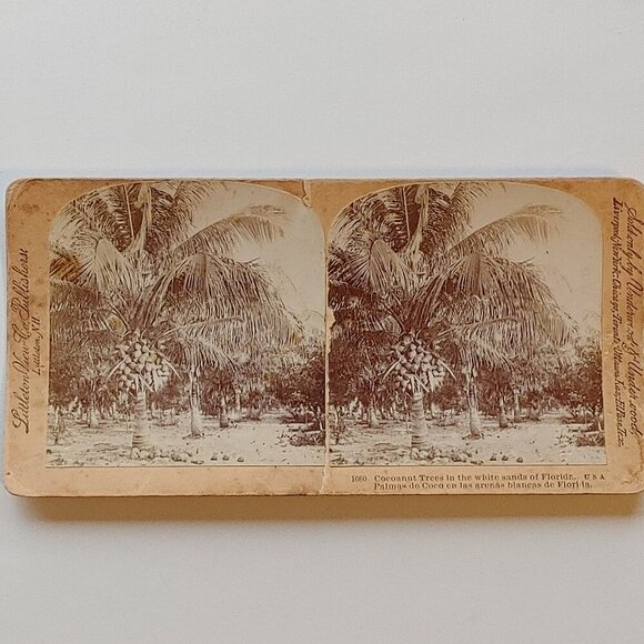 ANTIQUE Stereograph Card Coconut Trees in the White Sands of Florida BEAUTIFUL - Picture 1 of 5